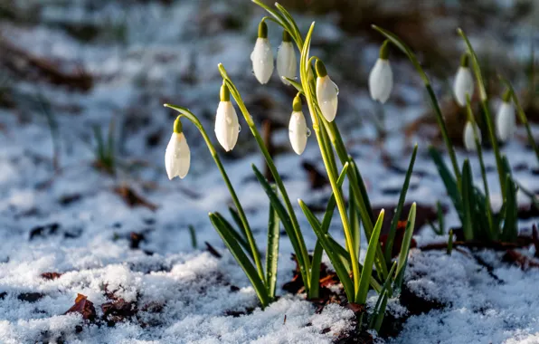 Picture leaves, drops, light, snow, flowers, glade, spring, snowdrops