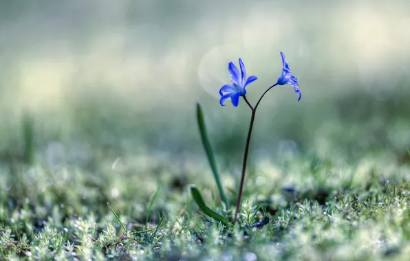 Picture grass, flowers, spring, Scilla