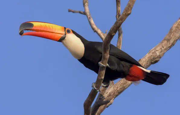 The sky, branch, Toucan