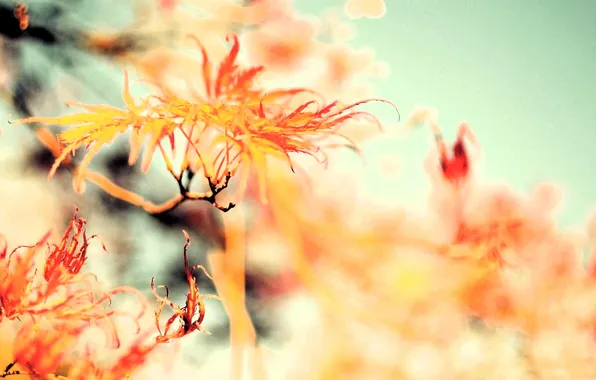 Picture autumn, leaves, branches, tree