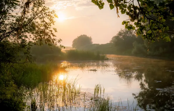 Fog, shore, morning, pond