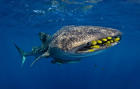 Picture sea, fish, fish, Golden Karang, The whale shark