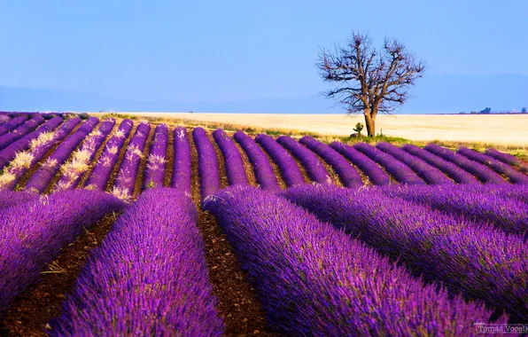 Field, flowers, tree, France, lavender, plantation