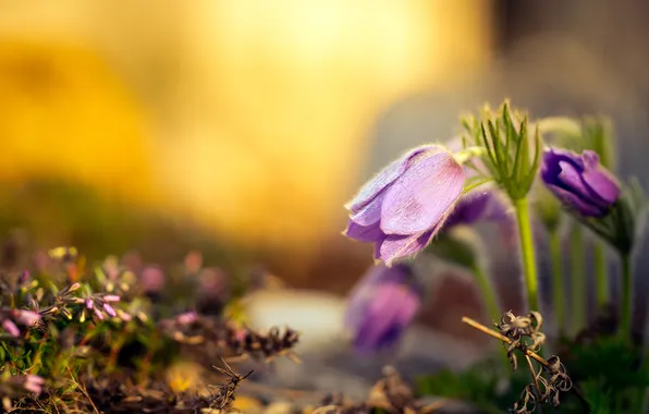 Flowers, nature, background