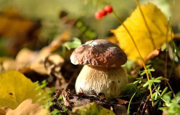 Macro, photo, foliage, mushroom