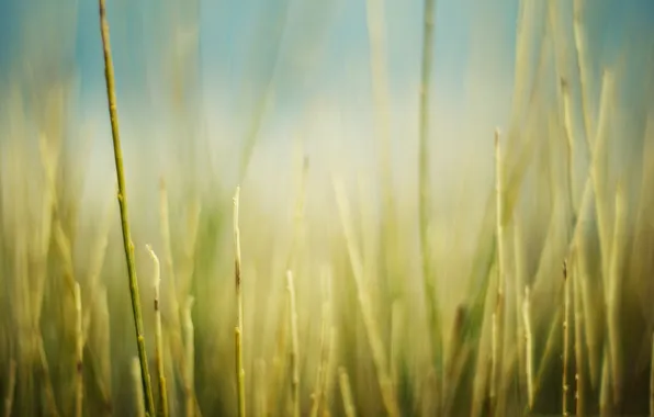 Field, grass, macro, nature, photo, background, Wallpaper, treatment