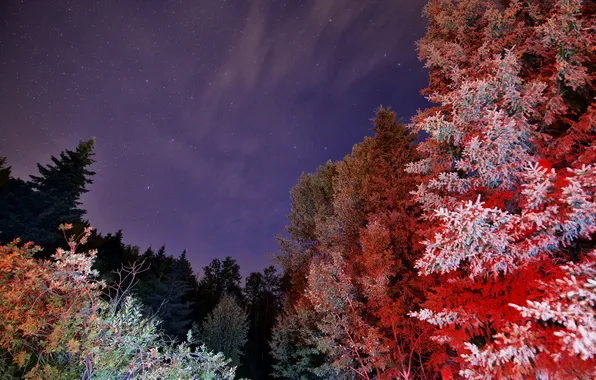 The sky, stars, light, trees, night, paint