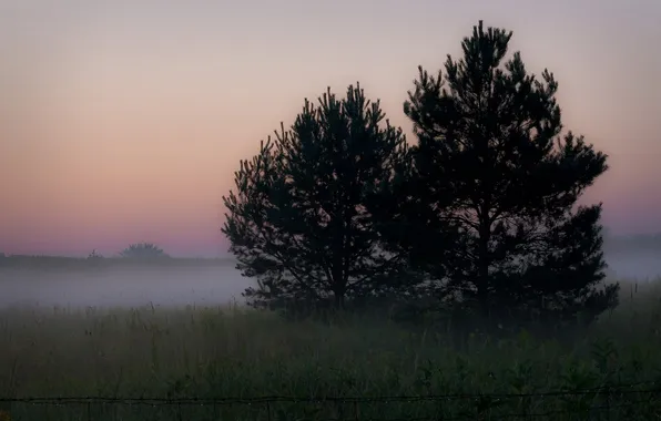 Picture field, landscape, night, nature, fog