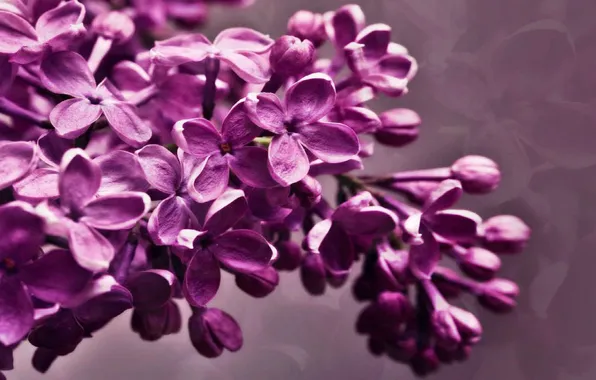 Flowers, spring, lilac, inflorescence