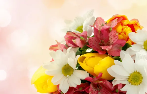 Flowers, tulips, chrysanthemum, Alstroemeria