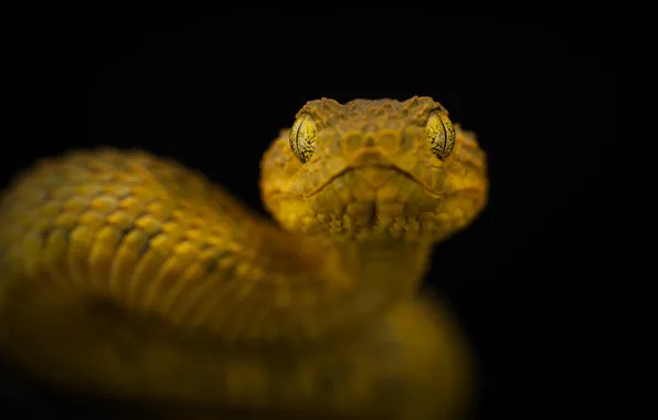 Snake, poisonous, Eye to eye