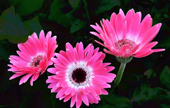 Picture pink, gerbera, pink, Gerbera