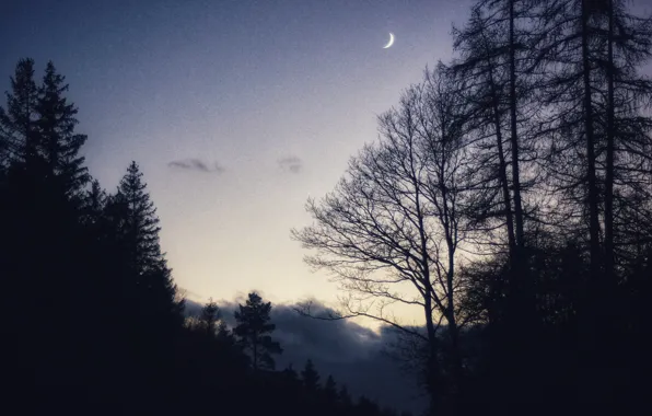 Picture forest, the sky, trees, nature, the moon, the evening, Germany, twilight