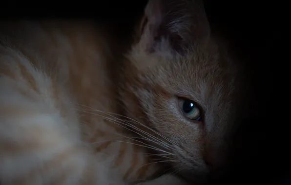 Cat, cat, look, close-up, pose, eyes, darkness, kitty