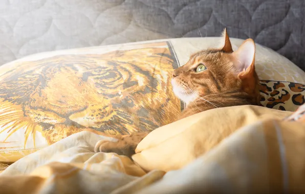 Cat, cat, look, tiger, pose, bed, lies, pillow