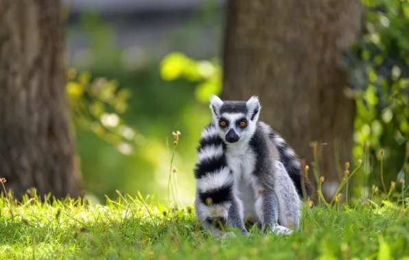 Picture greens, grass, look, trees, nature, glade, lemur, sitting