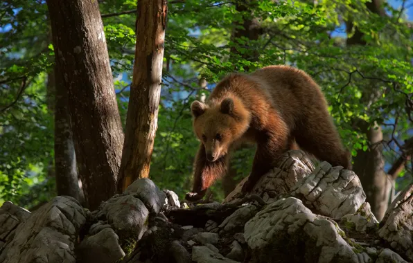 Picture forest, trees, pose, stones, bear, bear, walk, brown