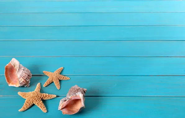 Picture Shell, Background, Starfish