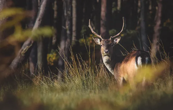 Picture forest, grass, trees, nature, deer