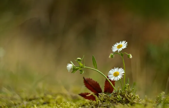 Flowers, nature, sheet, moss, chamomile