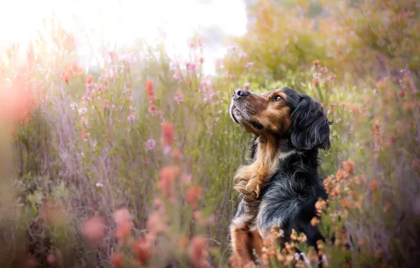 Summer, nature, dog