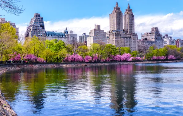 Trees, home, spring, New York, USA, pond, blooming, Central Park