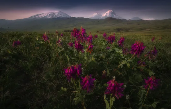 Picture flowers, mountains, meadow