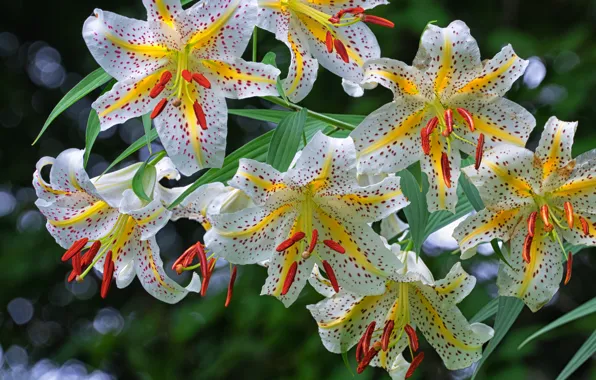 Picture flowers, Lily, garden, white