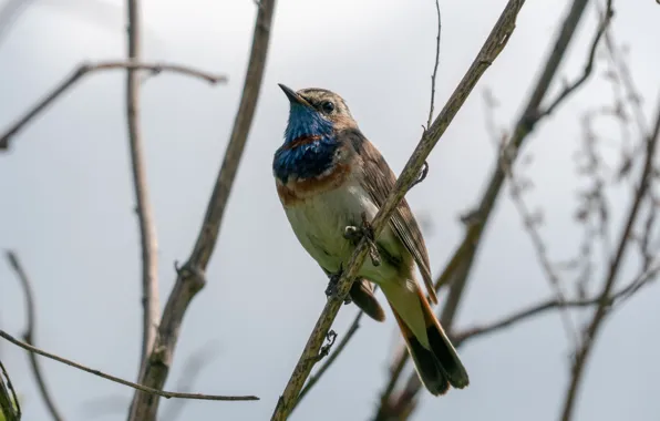 Bird, Russia, Bluethroat, Swiss nightingale, theuniversemeyes