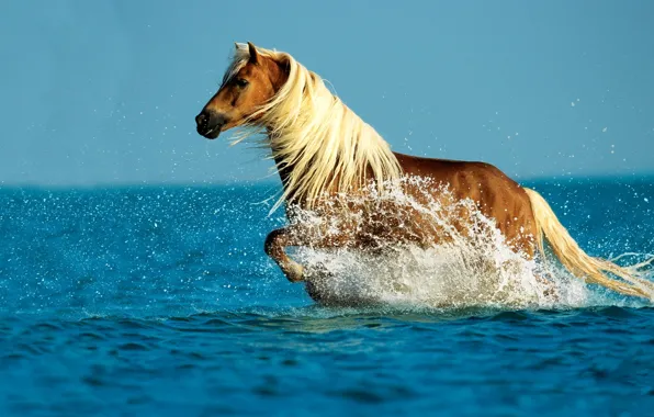 Picture WATER, HORSE, TAIL, DROPS, MANE, WHITE, SQUIRT
