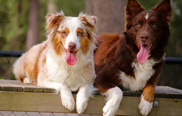 Picture dogs, languages, Australian shepherd, Aussie