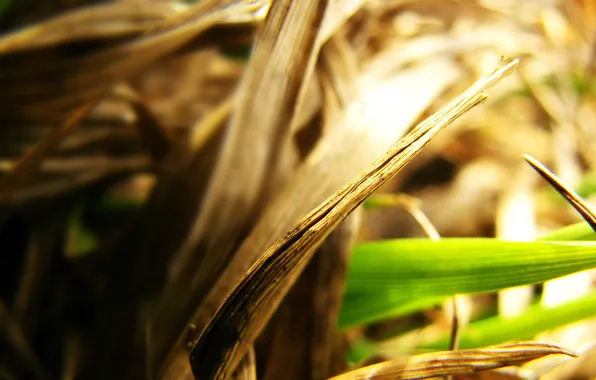 Picture grass, macro, photo, background, Wallpaper, plants