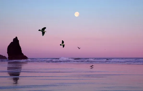 Sea, the sky, birds, rock, the moon