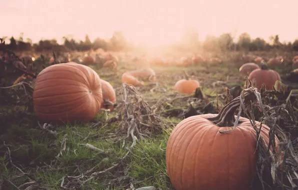 Picture sunset, autumn, pumpkins