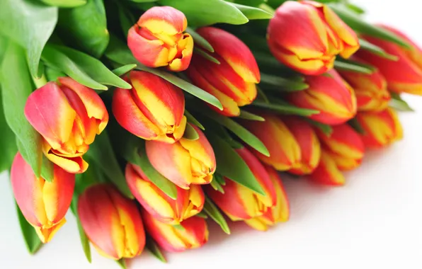 Picture white, background, bouquet, tulips