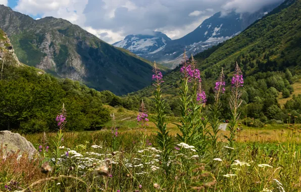 Forest, summer, flowers, mountains, hills, the slopes, meadow, Ivan-tea