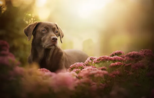 Picture look, flowers, dog, bokeh, Labrador Retriever