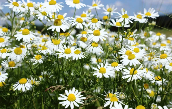 Field, summer, chamomile