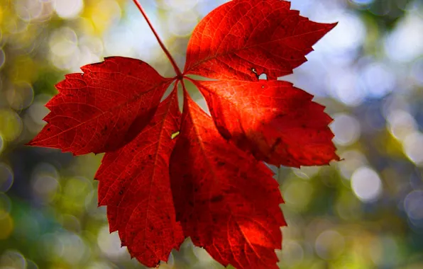 Picture macro, red, background, Wallpaper, blur, leaf, wallpaper, leaf