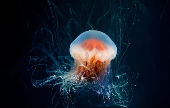 Sea, water, the dark background, Medusa, underwater world, under water