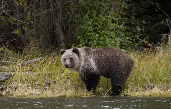 Look, trees, branches, nature, pose, shore, bear, bear
