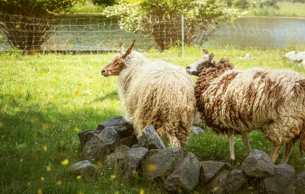 Stones, sheep, pasture, yard, sheep, sheep, sheep