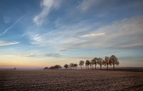 Field, the sky, trees