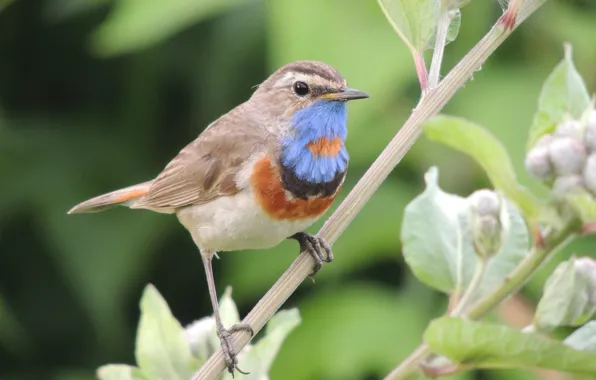 Birds, nature, Bluethroat