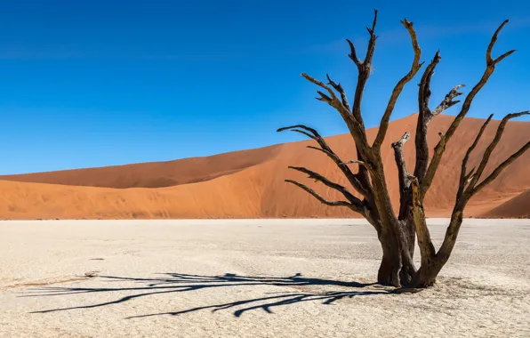 Sand, the sky, light, trees, blue, tree, hills, desert