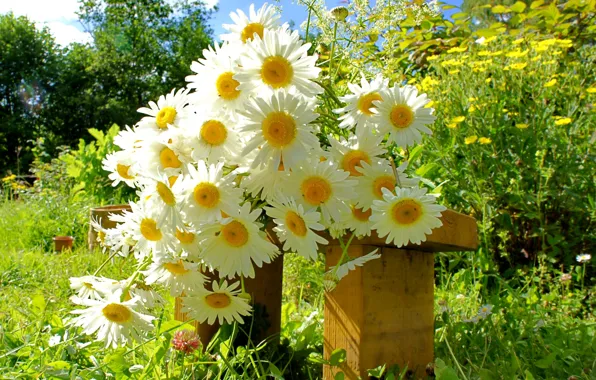 Picture chamomile, bouquet, garden, bench