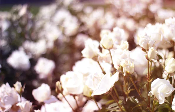 White, gradient, Roses, Yalta