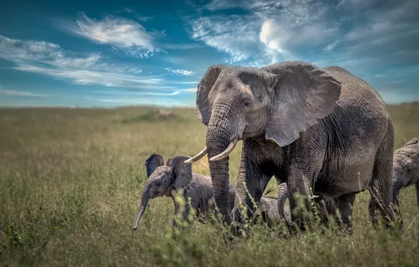 The sky, nature, elephants