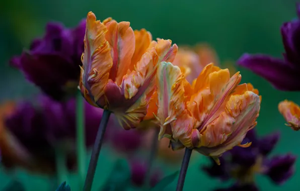 Picture flowers, bouquet, purple, tulips, orange, buds, green background, Terry