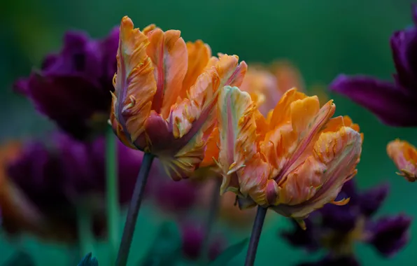 Flowers, bouquet, purple, tulips, orange, buds, green background, Terry